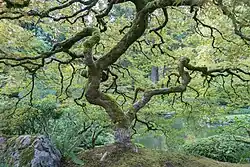 A maple tree with curving limbs