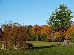 Remnants of Pažaislis Oak