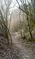 Trail in the woods that leads to the Zagori region