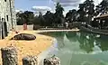 Hippopotamus in the Kharkiv Zoo