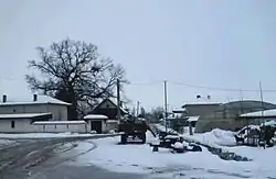 Photo of the centuries old oak in the village Gradina