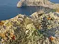 Mid-shot of wild specimen flowering on the summit of Koba-Koi, Novyi Svit, southeastern Crimea.