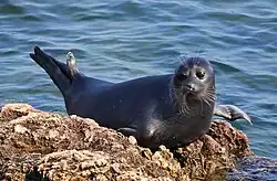 Baikal seal