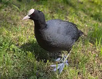 Adult F. a. atra