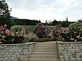 Oleander shrubs.