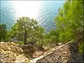Pine Pitsundskaya on a steep slope by Dzhankhot