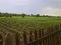 A typical vegetable garden along the Bakhmutka River in Siversk