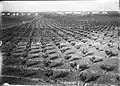 Orchards, 1934