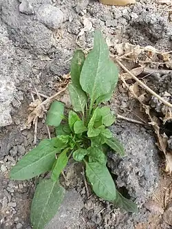 Sorrel plant in Ab Pakhsh
