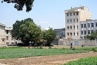 Growing vegetables in a residential area in Ray.