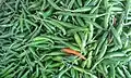Capsicum in Bangladesh