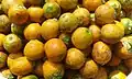 Areca catechu of Bangladesh