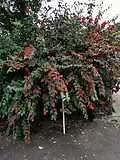 Blooms in autumn and winter