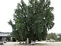 Gingko Tree