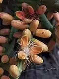 Male flower bud.