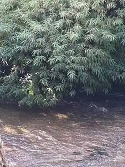 Growing often at the water's edge, in Lijiang of Yunnan province, China.