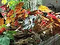 The back of the leaves is one of the key points to appreciate Begonia.