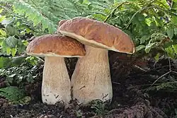 A plump mushroom with a brown cap and white stem.
