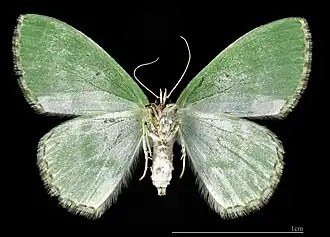 ♀ △