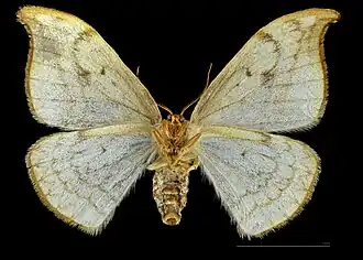 ♀ △
