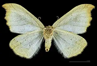♀ △