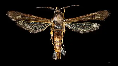 ♂