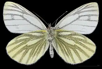 Pieris napi ♂ △