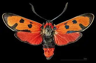 ♂