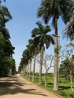 Palma real (Roystonea borinquena)