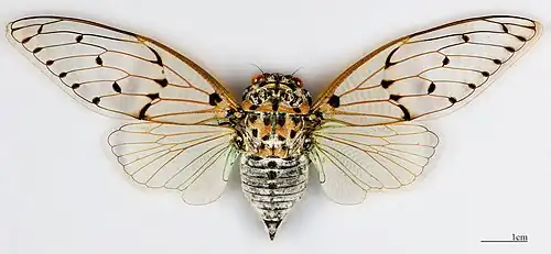 ♀ MHNT