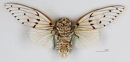 ♂ △ MHNT