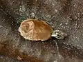 Vacated cocoon showing the exuvia