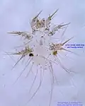 Glycyphagus destructor female dorsum