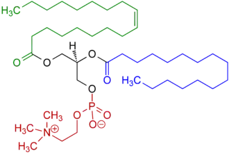 Example of a phosphatidylcholine