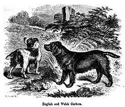 "A drawing of two dogs in black and white. They are the same size, but one is red and dark, while the other appears to be a solid dark colour."