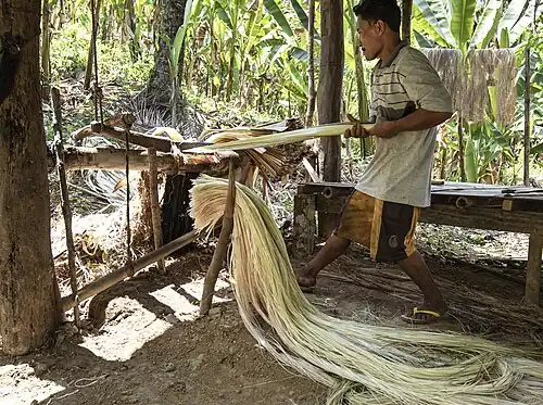 Abacá fibers being stripped using traditional methods in the Philippines