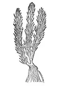 Chapter 166. Elleborus niger – swartz nyeszwortz