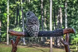 "Barred Owl at Birds of Prey Show