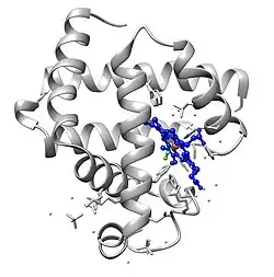 This is an image of an oxygenated myoglobin molecule. The image shows the structural change when oxygen is bound to the iron atom of the heme prosthetic group. The oxygen atoms are colored in green, the iron atom is colored in red, and the heme group is colored in blue.