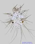 Glycyphagus destructor female venter