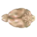 Mouse brain, dorsal view