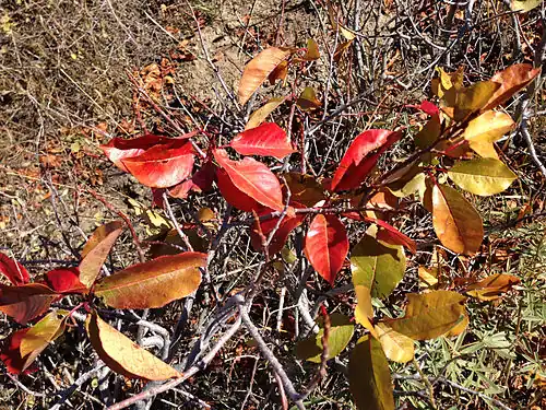Autumn foliage