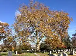 Tree in autumn