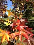 Autumn foliage