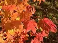 Autumn foliage of Acer circinatum