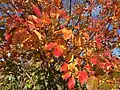 Autumn foliage