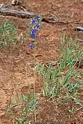 Habit