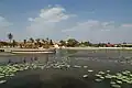 Lotus pond