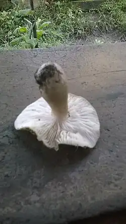 Agaricus rhoadsii Murrill 1939