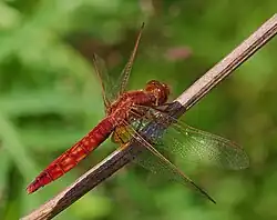 red female